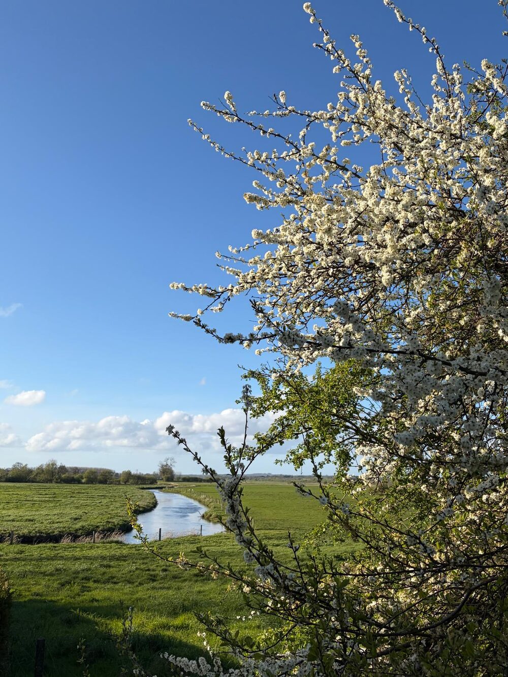 Arbre en fleurs au printemps